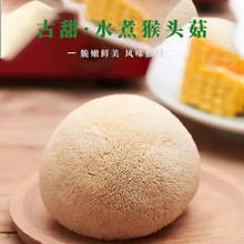 古恬素食猴头菇300g 新鲜猴头菌 素肉食材 火锅食材 特色食材