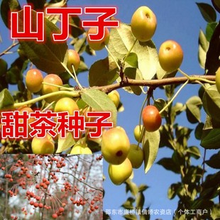 ɽ���ӷN��ɽ�G�ӷN��ɽ�������G�ӷN��Ұ�����������o�@�־G��