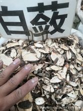 ș؛ `  `Ƭ Ӱ șĤԭϰ`500