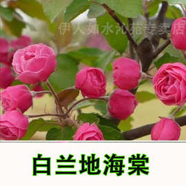 垂丝海棠花树苗北京西府海棠盆景老桩花苗日本长寿冠庭院地栽盆栽