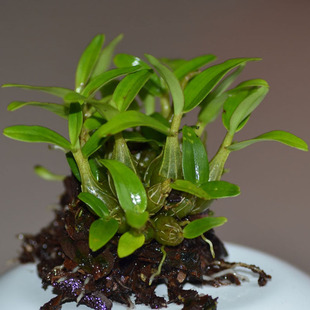 �I����һ��ɽʯ�����������FƤ��ʯ���m�������B��߅�N߅�ɳ�