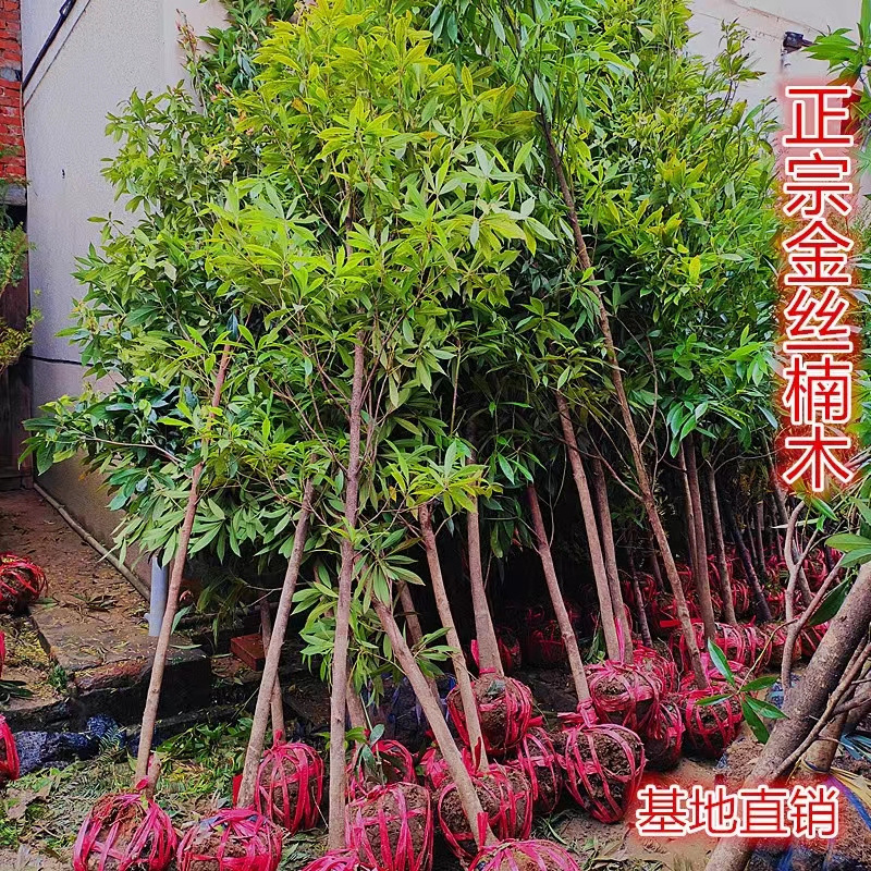 正宗奇楠沉香金丝楠木树苗海南黄花梨小叶紫檀大红酸枝苗带土带叶