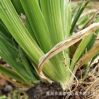 草本植物庭院花工程绿化鸢尾水生鸢尾 蓝花鸢尾 老鸢尾 黄花鸢尾