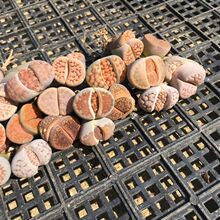 ��ʯ������ֲ������ƨ�ɻ����ܾGֲ�҃Ⱥ��Bƨƨ������ֲ�����l