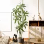 落地盆栽植物家居朱蕉