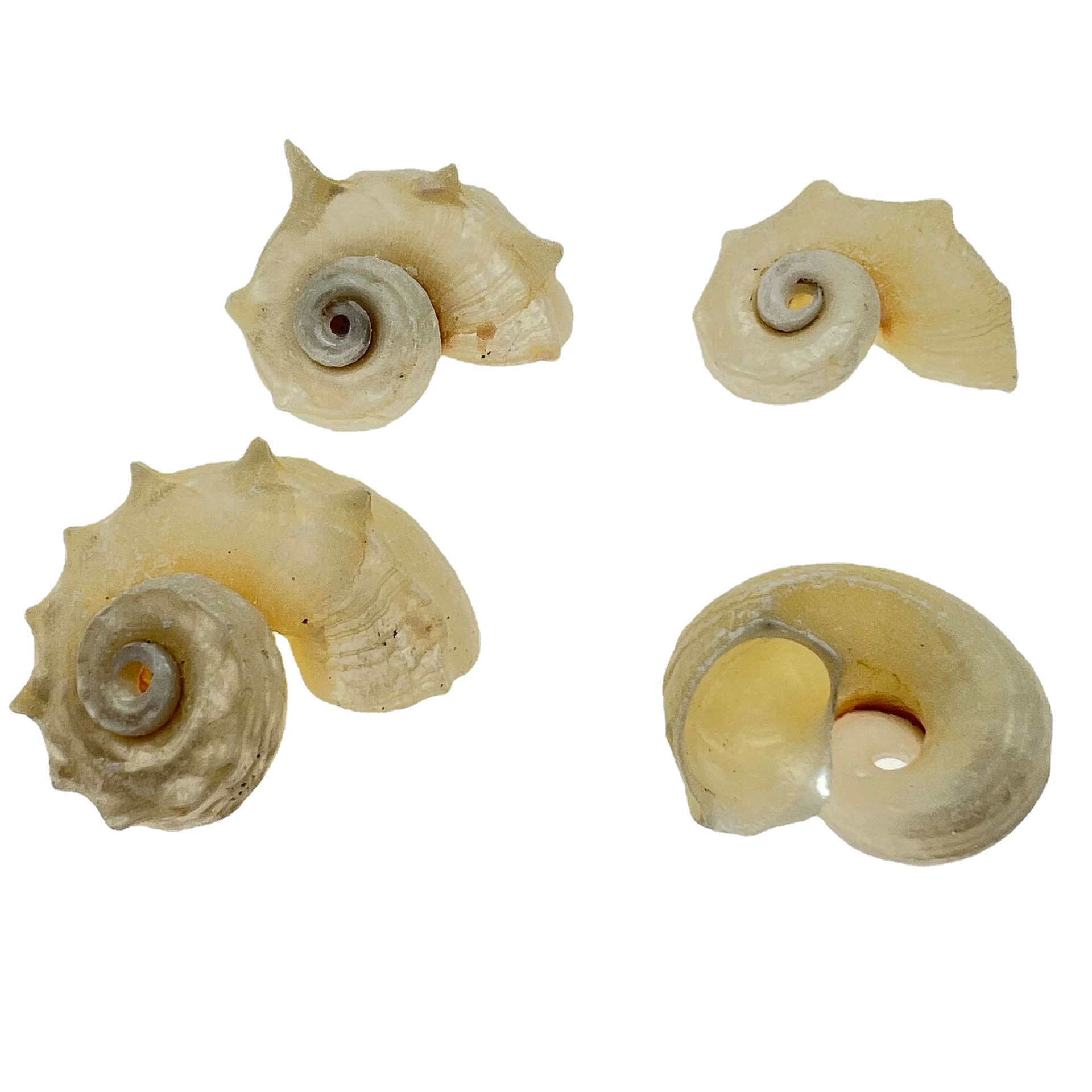 Study natural shell conch fluorescer tower snail tank landscaping decorative shell conch DIY crafts