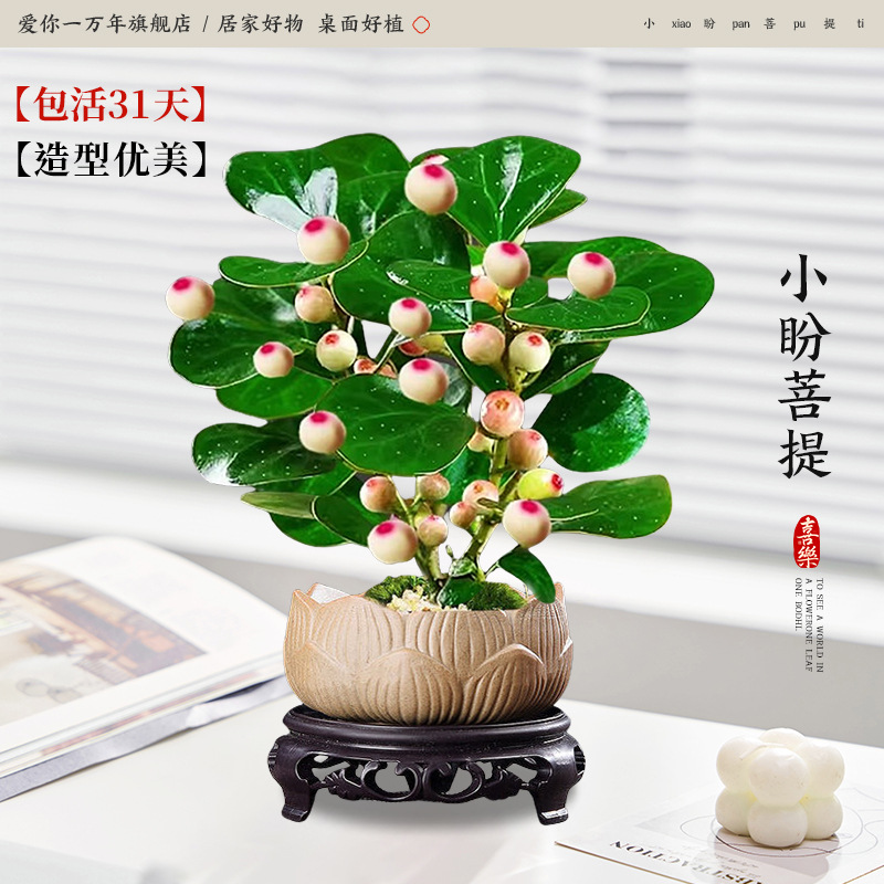 샤오판보디 + 연꽃 화분 + 원형 베이스 (포장석 + 영양액 포함)