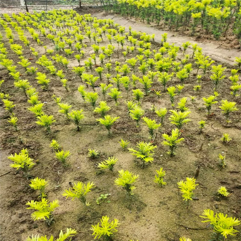 База оптом саженцы японского Тиса экономическое облесение саженцы Дворовые зеленые растения в горшках саженцы Золотой пихты