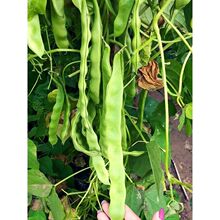 绿龙架豆种子四季易种早熟大宽芸豆四季豆种籽阳台盆栽蔬菜种子