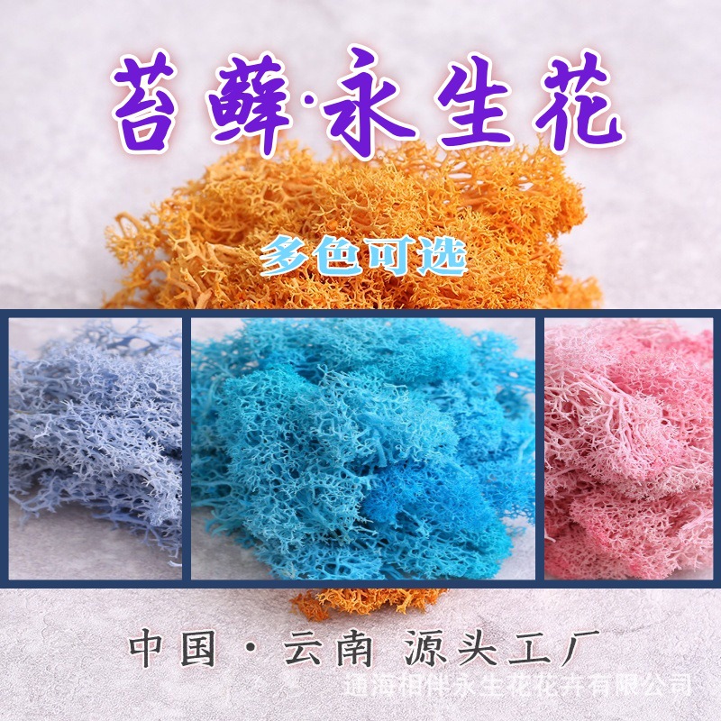 苔藓永生花驯鹿藓装饰批发无杂质植物造景DIY材料包家居装饰批发