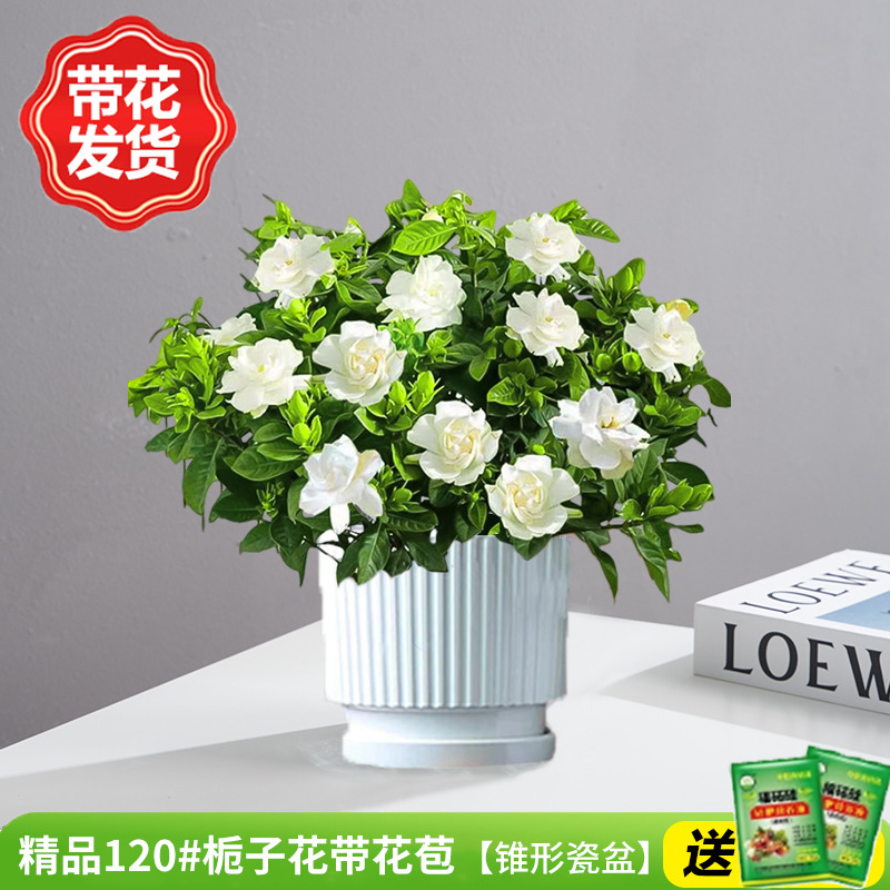 부티크 120#치자나무 개화기(원뿔형 도자기 화분)에 영양액을 공급