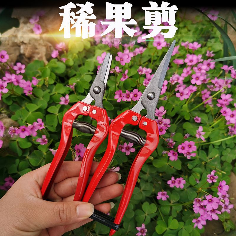 五金园林稀花剪园艺葡萄果枝剪翘头修枝剪采摘稀果剪果把剪刀盆景