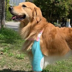 秋冬の犬の肘の服の金毛のサモラブラドールのペットの汚れ防止の神器の膝の保護は外に出て骨格を保護します。