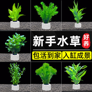 Aquarium Landscaping Hydroponic Plants Real Grass Negative Aquatic Plants Green Chrysanthemum Oxygenated Background Lazy Package for Beginners Water Purification