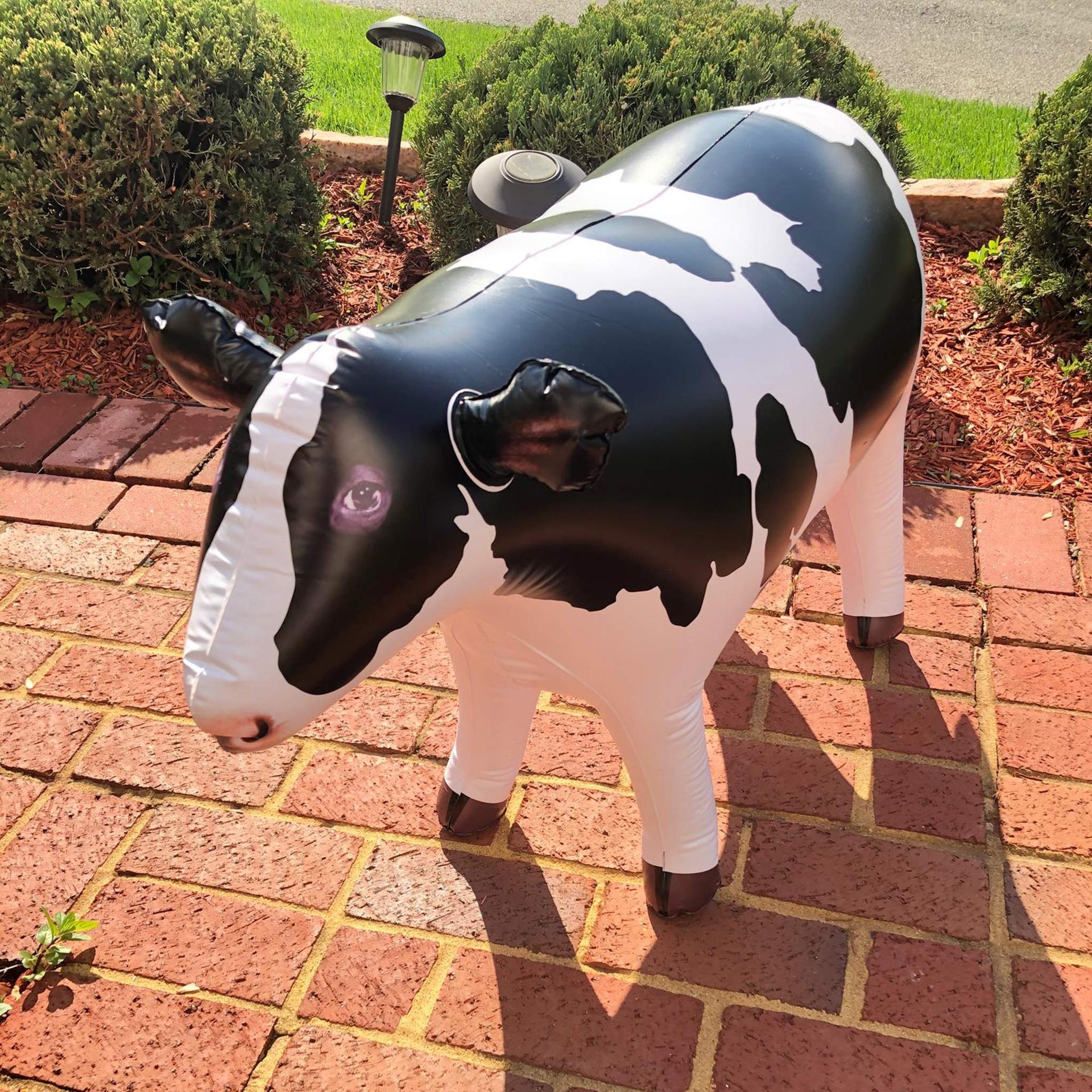 Professional OEM of custom PVC inflatable cow models, children's toys, and advertising display products.