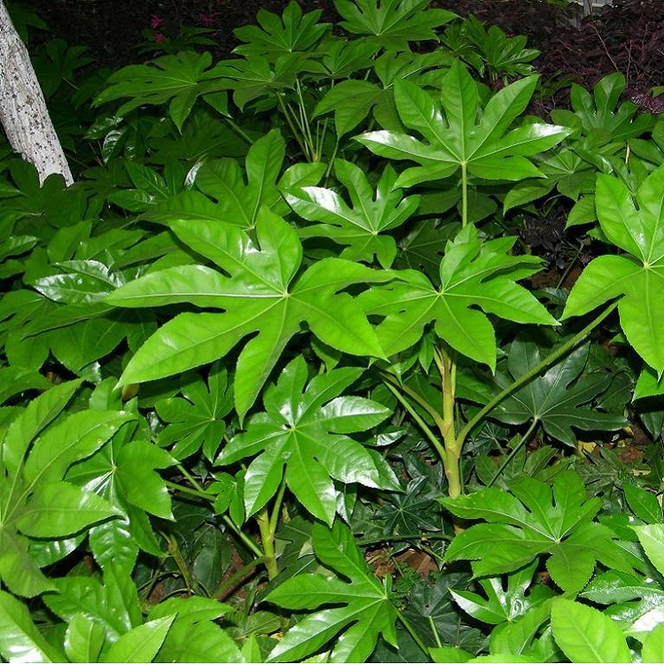 八角金盘小苗工程绿化盆栽观叶植物耐阴耐寒庭院地被四季常青苗木
