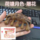 Golden Sandalwood Massage Comb Meridian Head Massager Comb Head Therapy Acupoint Dredge Artifact Dolphin Massage Comb