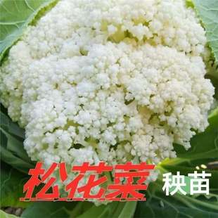 Green-Stemmed Loose Cauliflower Seedlings, Green-Stemmed Loose White Cauliflower Seedlings, High-Yielding, Cold-Resistant and Moisture-Resistant, Easy-To-Grow Cauliflower Seedlings, Seasonal Vegetable Seedlings