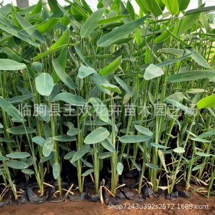 Zaili Flower Aquatic Florals Aquatic Plants Wetland Water Surface Water Body Greening Garden Landscaping River Greening Landscape