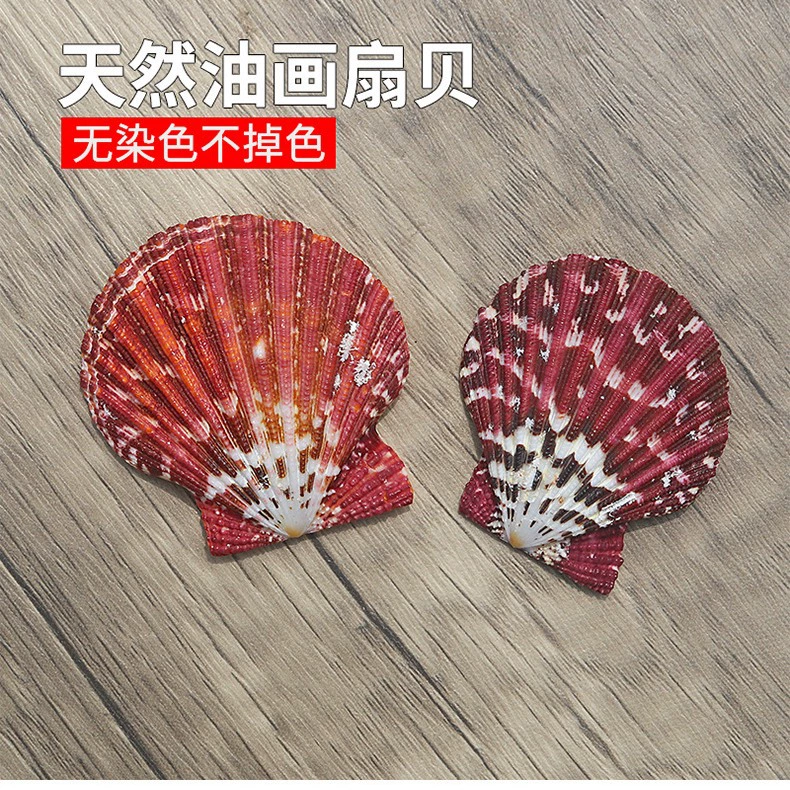 Натуральная ракушка Xiaodi для настенной росписи, раковина-гривша, паста для стен, свадебное украшение, аквариум, пейзаж, коллекция разноцветных ракушек, оптом