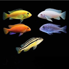 ���������~�~�Ꭷ�^�p�~�s����ˮտ�{��ʯ�t��ʯ�~���B�ͻ�S؛Դ