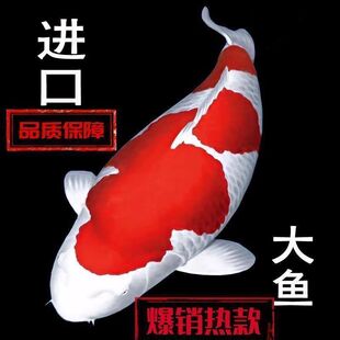 ��ؔ�ձ��t�״�����Ʒ�M����ɫ���~�\�����N����ɫ�^�p�~��ˮ�S��