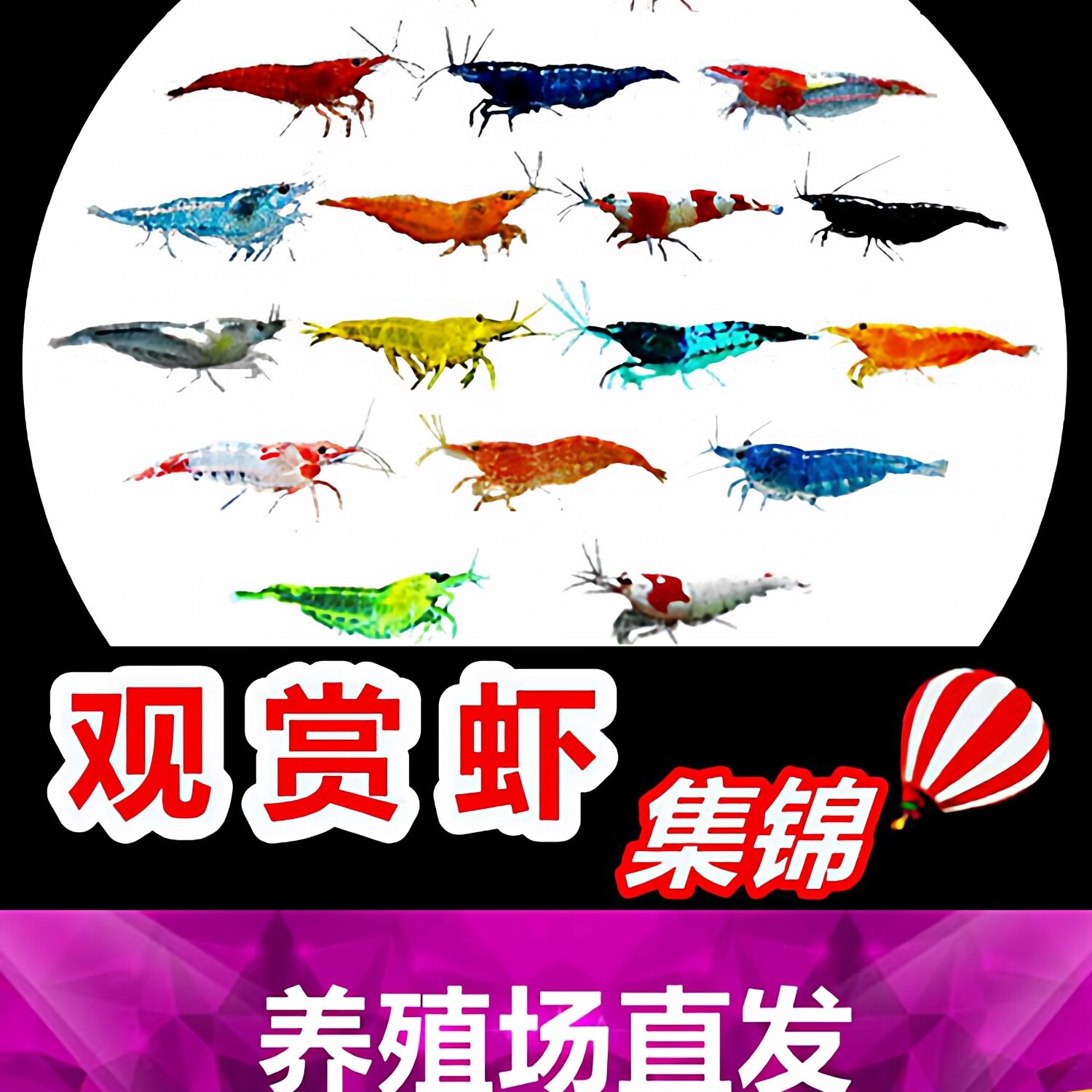 七彩观赏虾淡水晶虾樱花极火蓝宝石黑壳虾除藻工具米虾宠物虾