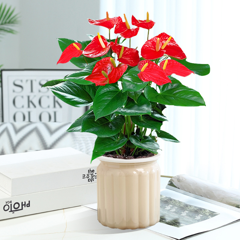 [인터넷 연예인 핫모델] 프리미엄 안스리움 + 살구티라미수 대야 + 영양액