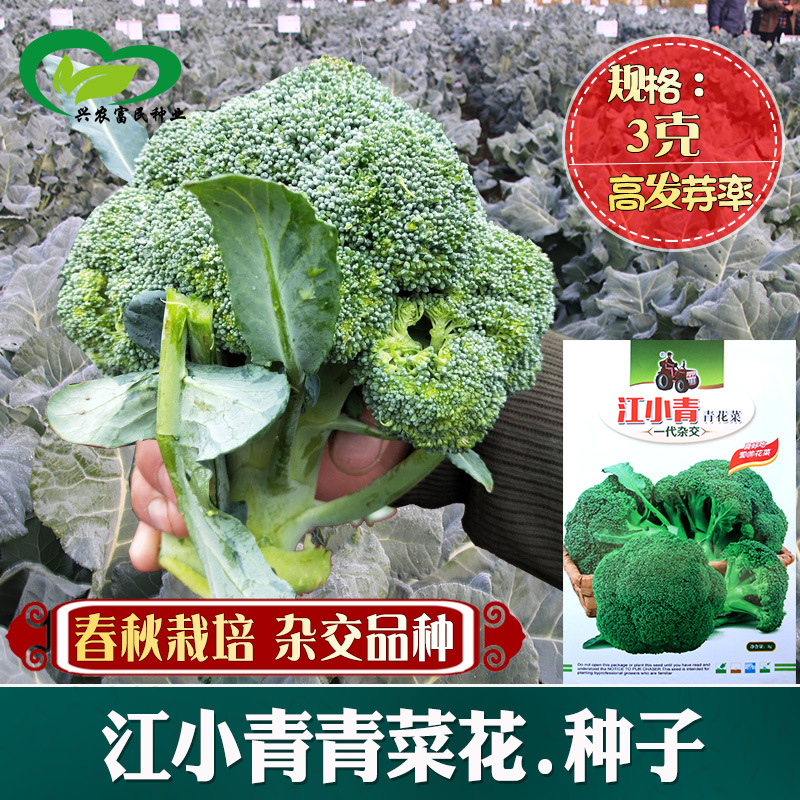 江小青青花菜种子 农田菜园中熟紧实花蕾细灰绿色西兰花蔬菜籽