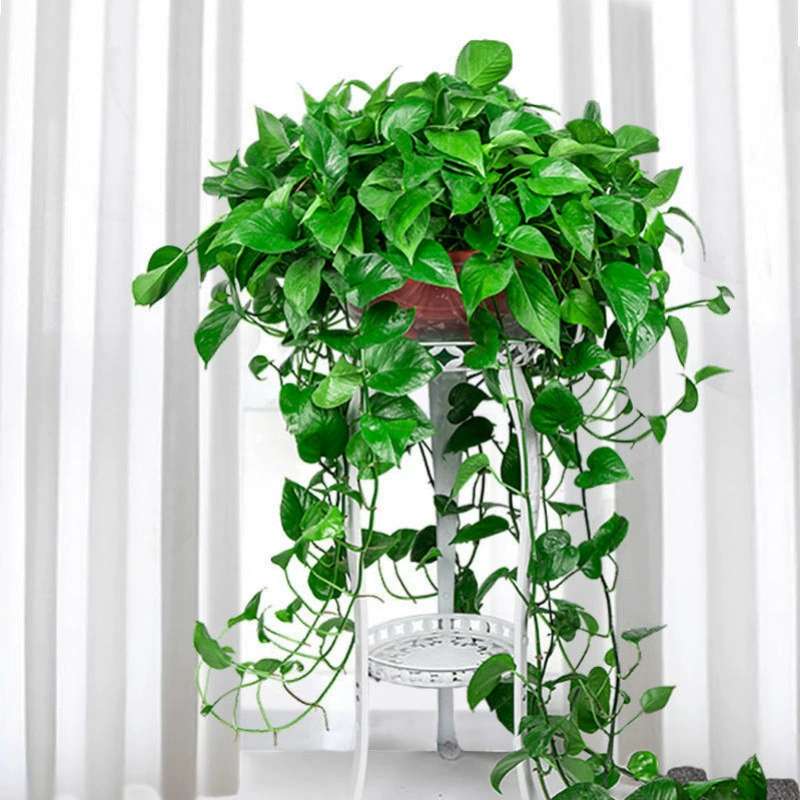 Очень большая зеленая редька в горшке, длинная виноградная лоза, поглощает формальдегид, зеленое растение, цветы, новый дом, спальня, гостиная, большой лист в горшке, гидропоника, бесплатная доставка