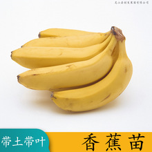 2棵香蕉苗皇帝蕉树苗红香蕉苗果树苗香蕉苗粉蕉苗矮化蕉苗 香蕉20