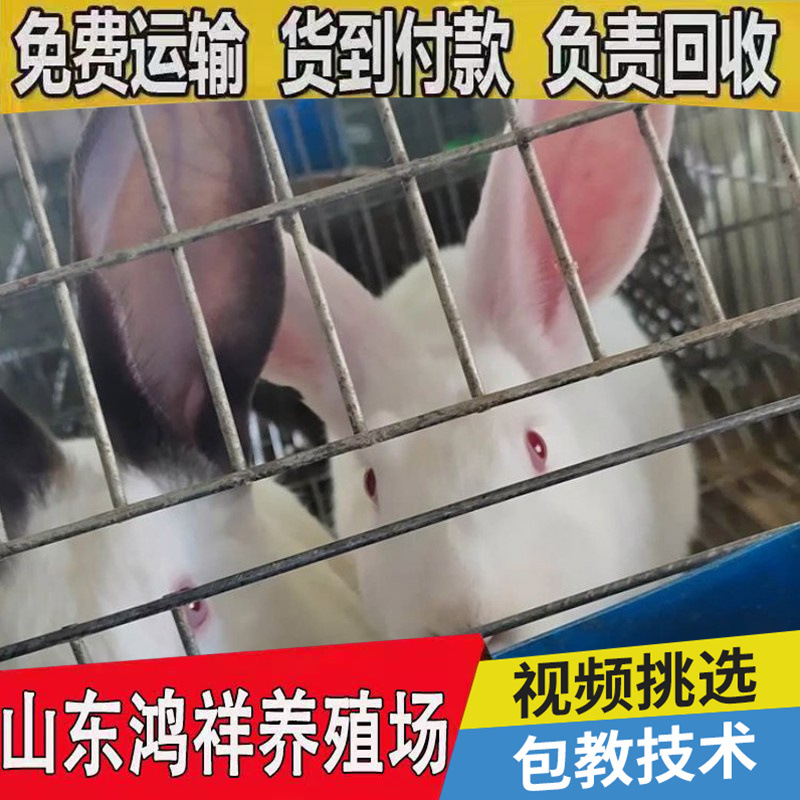 conew_u=3511774541,96155100&am