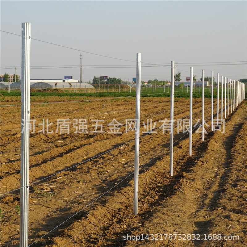 金属梅花型立柱 葡萄架 275g 镀锌葡萄园铁架 杆子 围栏刺绳柱
