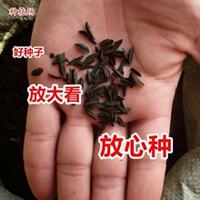 药材种子知母种子当年新收高产蚳母连母野蓼地参保质保量高出芽率