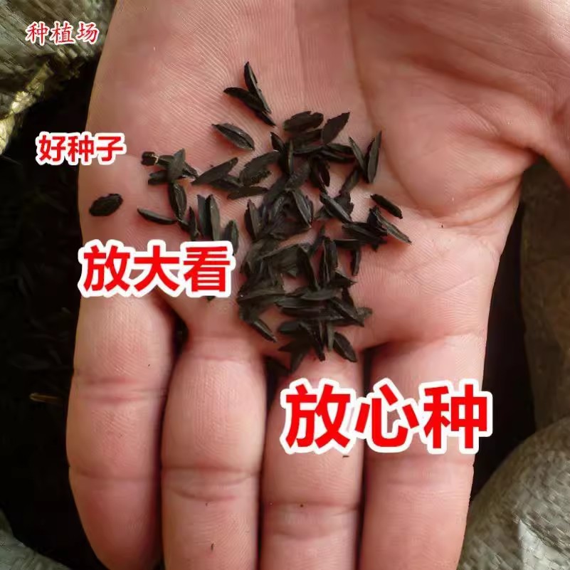 药材种子知母种子当年新收高产蚳母连母野蓼地参保质保量高出芽率