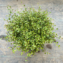 ǧ�~�m�������ļ������^�~ͥԺ�̨�Gֲ���ܻ��ݾƵ��[�P���^