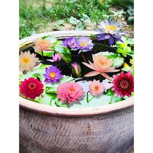 ��˯ɏ�N���K����ˮ��ֲ���ļ��ɻ�ˮ�B������ɏ���o��ѿ˯ɏ����