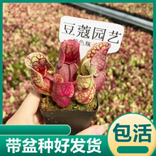 ��ɫƿ�Ӳ�ʳ�x�ݲ�ω��Ȥζʳ�xֲ����ò��i�\��ϲˮ�Gֲ������