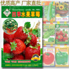 Fruit strawberry four seasons, plant lamp for gazebo, wholesale