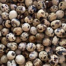 �����g���� �r��ɢ�B�g���� ���r�B���ЋD�����oʳ