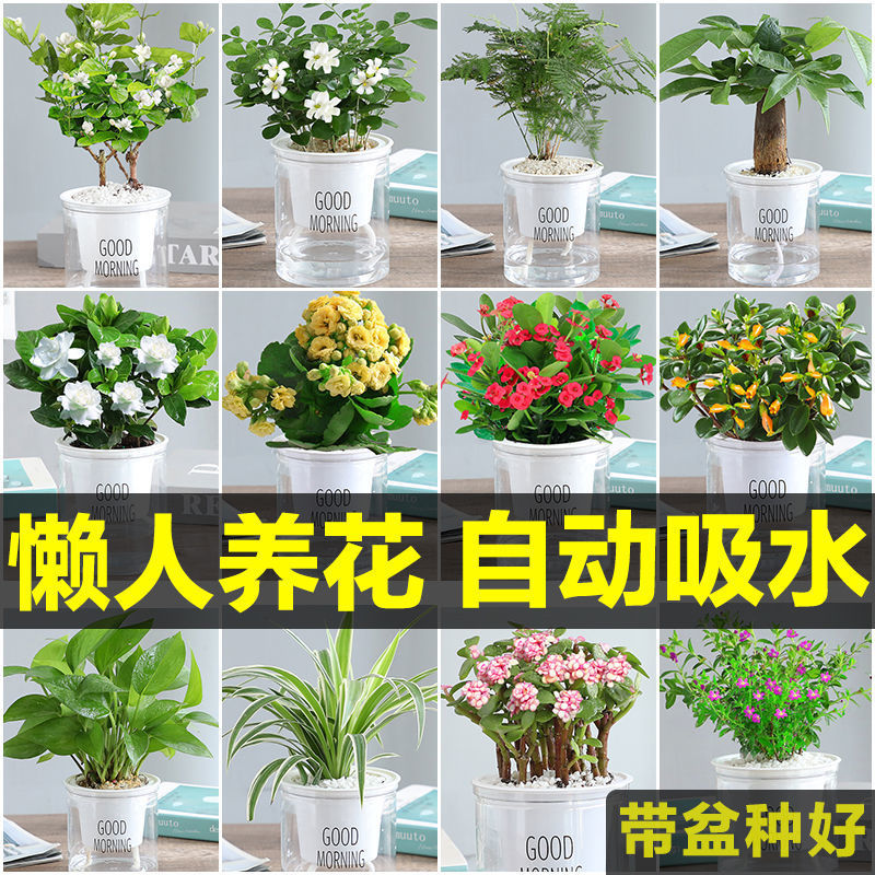 花卉绿植盆栽室内好养发财树办公室吊兰栀子花绿萝水培小多肉植物