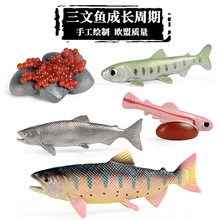 儿童认知教具仿真海洋动物三文鱼成长周期模型玩具马哈北鳟鱼摆件