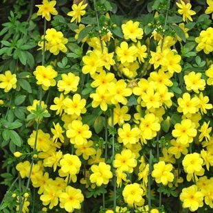 ӭ��������ͥԺ�G��ֲ������Sܰ�ٗl�ļ����໨���L���������Ϙ�