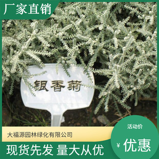 [Base Wholesale] Flower Border Landscaping Silver Geranium, Cold-Resistant Flower Seedlings Silver Geranium, Scented Florals Hibiscus Chrysanthemum