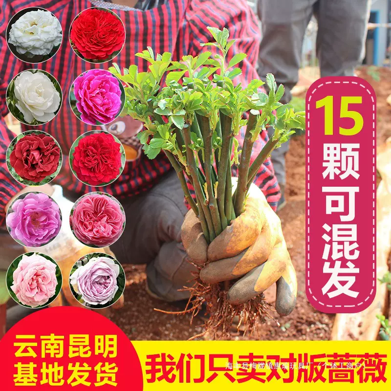 云南15颗蔷薇花苗爬藤四季开花藤本月季耐寒耐热庭院爬墙植物小苗