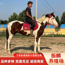 养马场出售汗血马 阿拉伯马匹 骑乘马 景区马 好的马匹价格多少