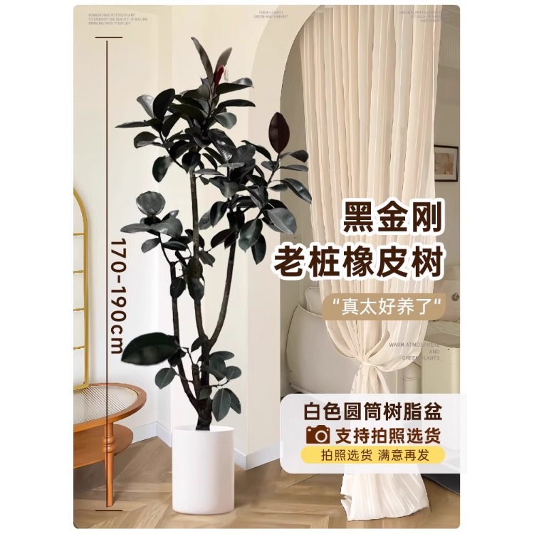 [선택된 떠다니는 가지] 오래된 고무나무-1.6- 1.9m -흰색 원형 직선 수지 냄비-트레이 보내기