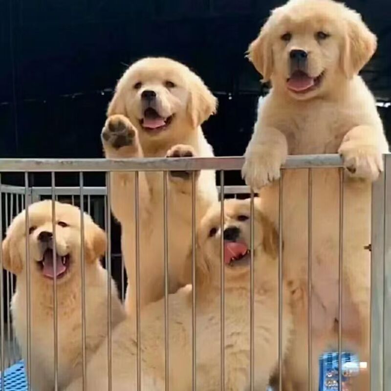 Purely Planted Golden Retriever Puppies, Live Double-Blooded Golden Retriever Large Dog Guards, Search and Rescue Dogs, Puppy Pet Dogs Purely Planted Golden Retriever Puppies, Live Double-Blooded Golden Retriever Large Dog Guards, Search and Rescue Dogs, Puppy Pet Dogs