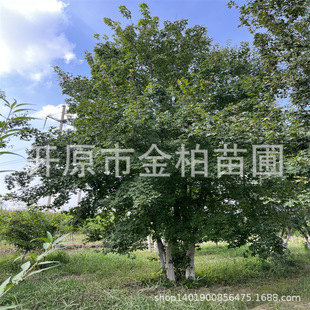 Yuanbao Maple Wholesale from the Origin of the Cluster Yuanbao Maple Chinese Garden Style Tree Yuanbao Maple Landscape Large Tree Afforestation Seedlings