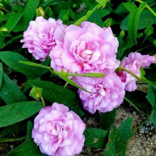 ���p֦ĵ�����p֦ĵ�������ϱ����_��ɫ������֮���ٱ�ֲ���w����